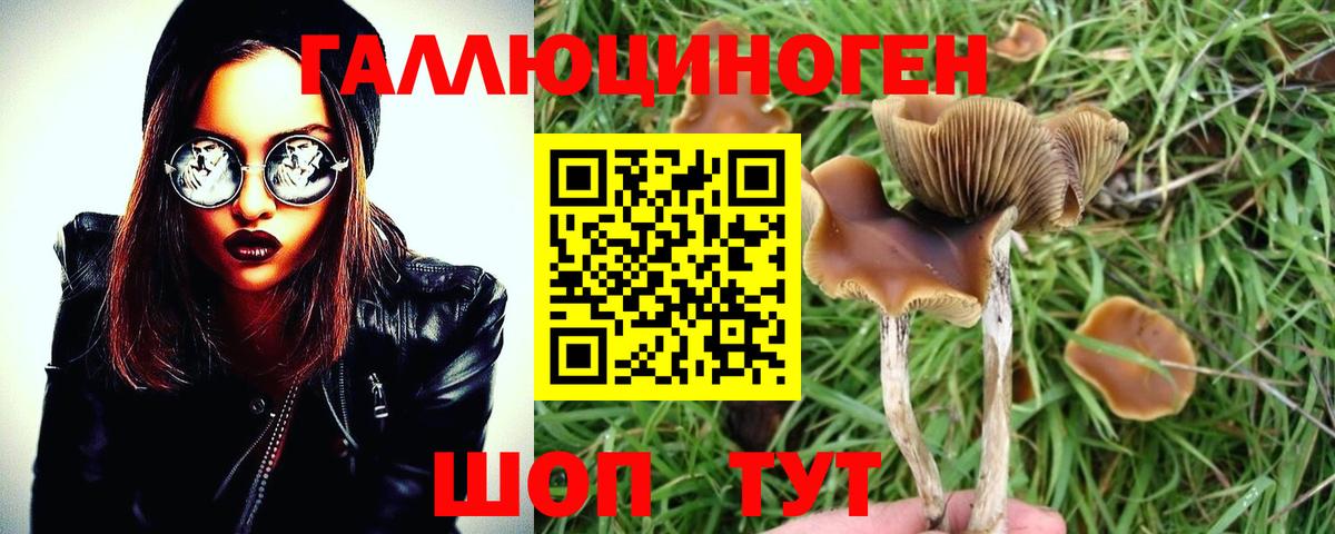 Галлюциногенные грибы Psilocybe Верхняя Салда
